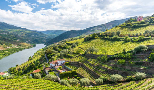 Perfect Pairings: Porto & Douro Valley