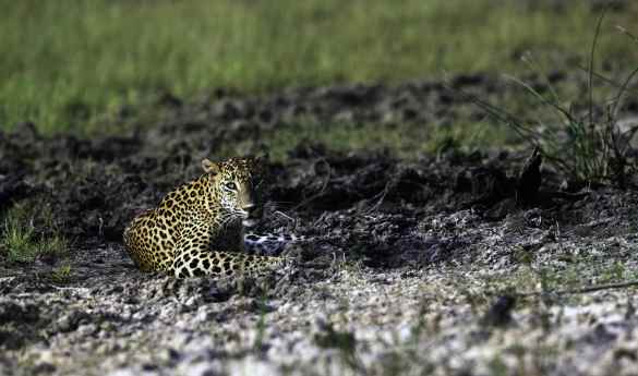 Leopard Trails - Wilpattu National Park