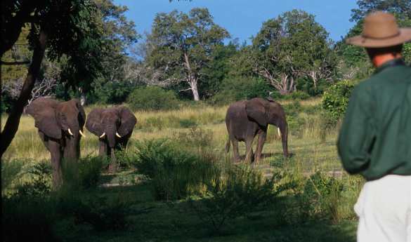 Selous walking safari