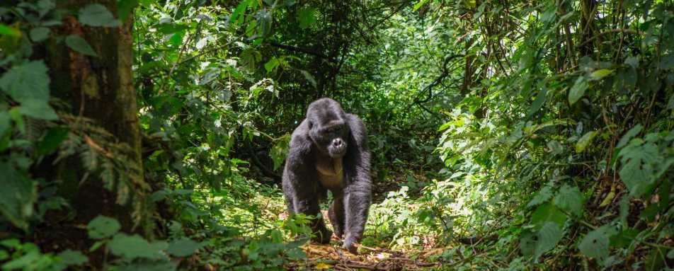 Bwindi Impenetrable Forest