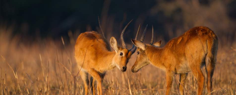 Kafue and western Zambia