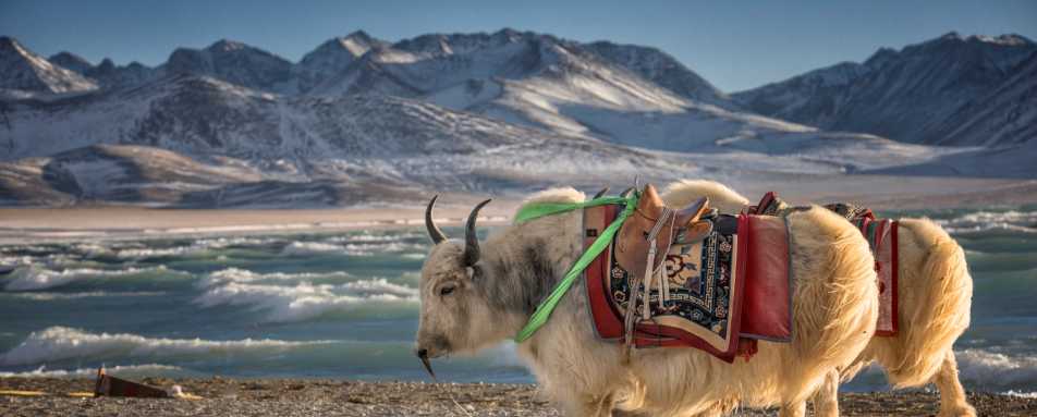 Tibet