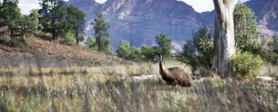 Emu - Arkaba