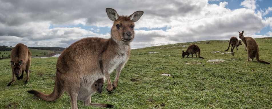 Kangaroo Island Explorer Day Tour