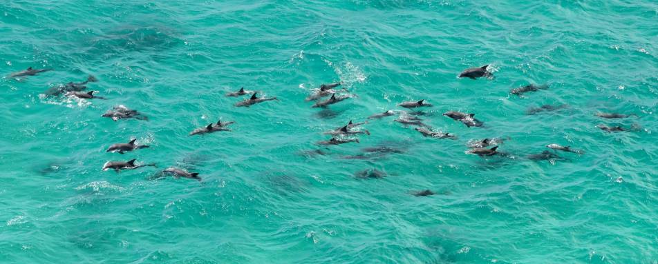 Sea Kayaking with Dolphins in Byron Bay
