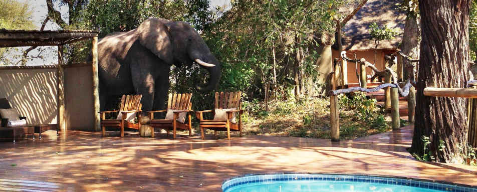 Elephant visitor - Kwando Lagoon Camp