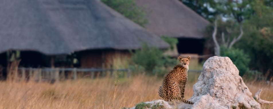 Wildlife 
