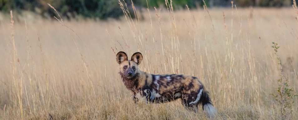 North Island Okavango- 24