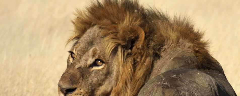 North Island Okavango- 9