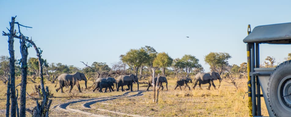 Game drive  