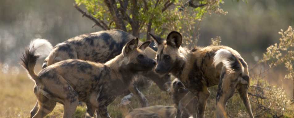 Selinda Camp- 24