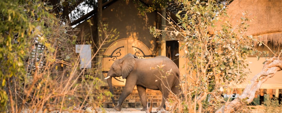 Elephant 
