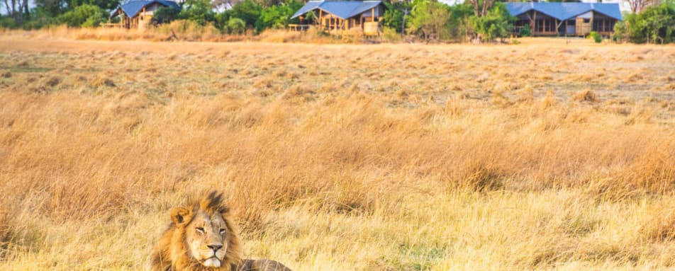 Lion  