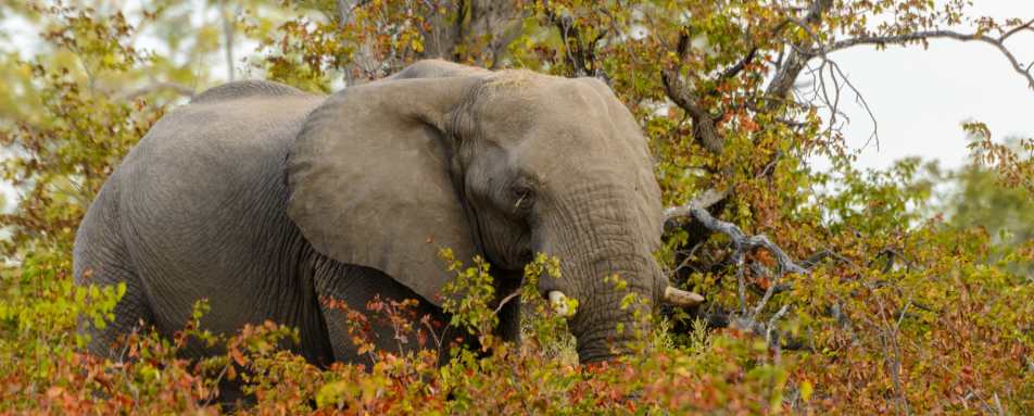 Elephant - Wild Botswana Riding Safari