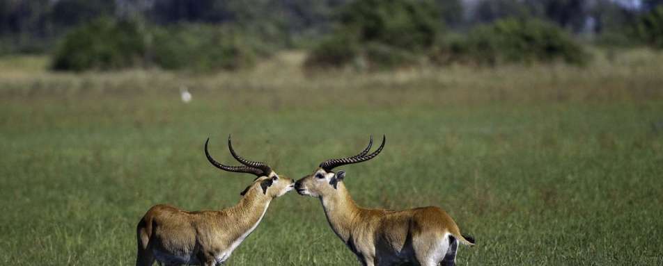 Red lechwe at Mombo Camp 