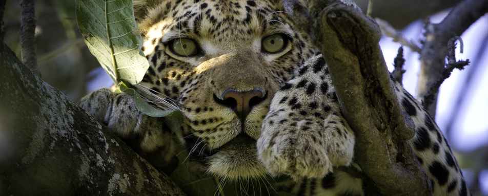 Leopard at Vumbura Plains 