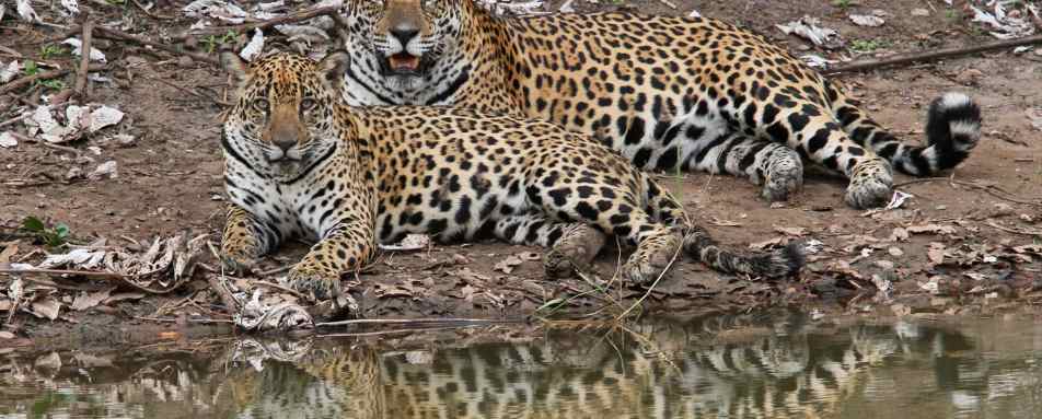 Wildlife - Caiman Ecological Refuge