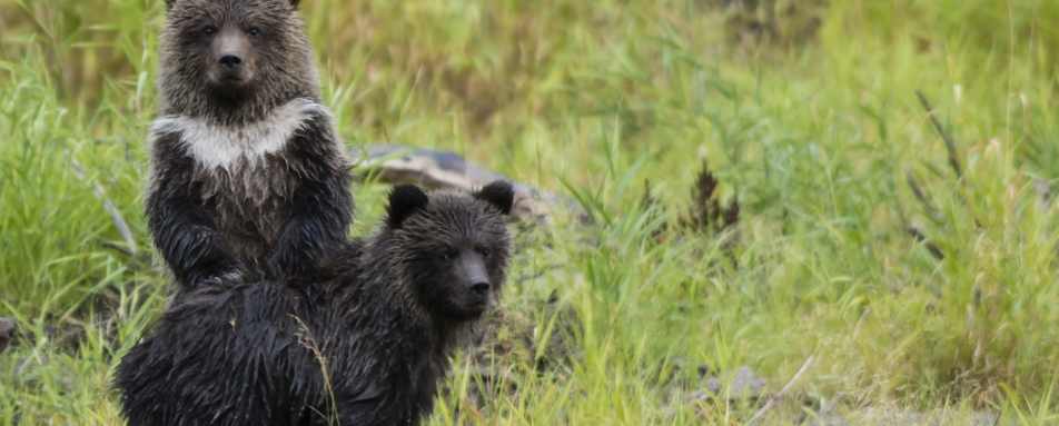 Bears 