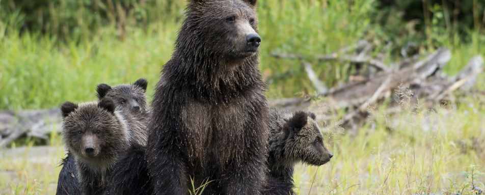 Bears 