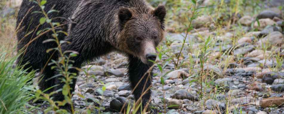 Bear 