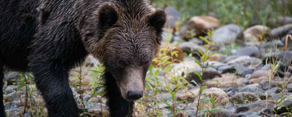 Bear 