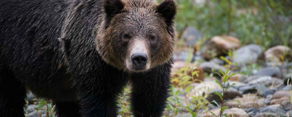 Bear 