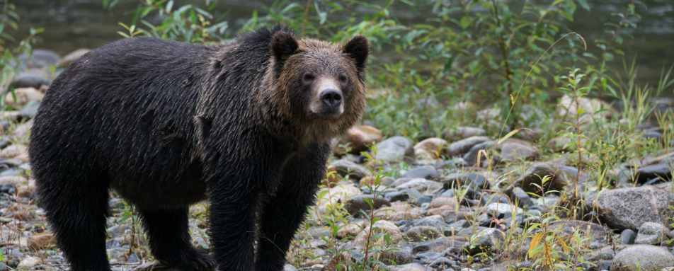 Bear 