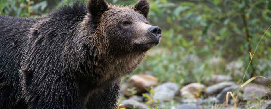 Bear 