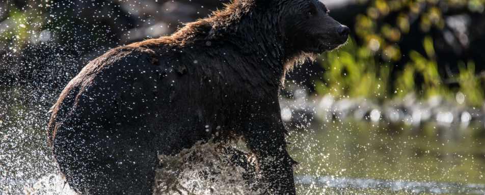 Bear 
