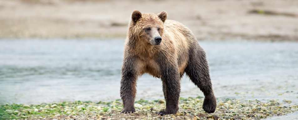Bears - Canada