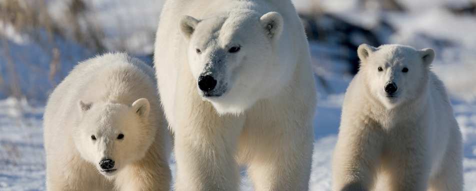 Mother Polar Bear with her cubs 