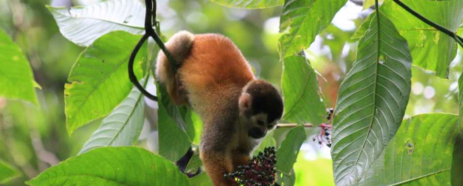 Active Costa Rica 