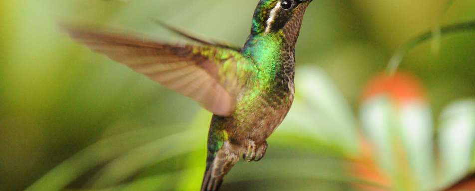 Ultimate Costa Rica 