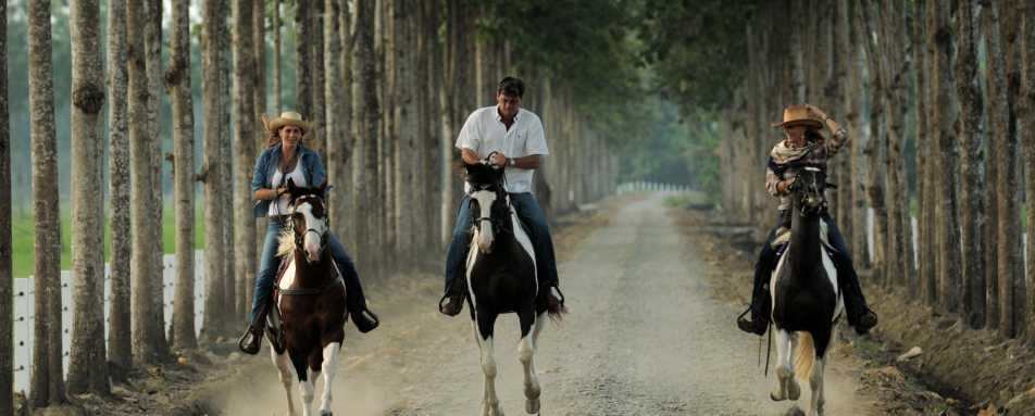 Horse riding 
