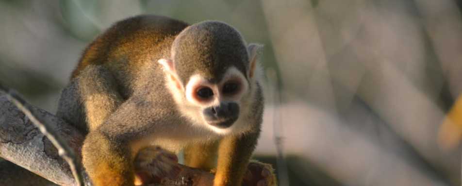 Monkey  - La Selva Jungle Lodge