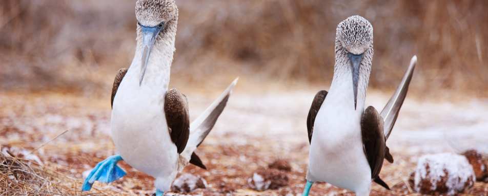 Epic Ecuador and Galapagos 