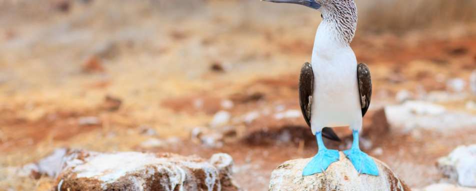Blue footed booby - Natural Wonders of Ecuador 