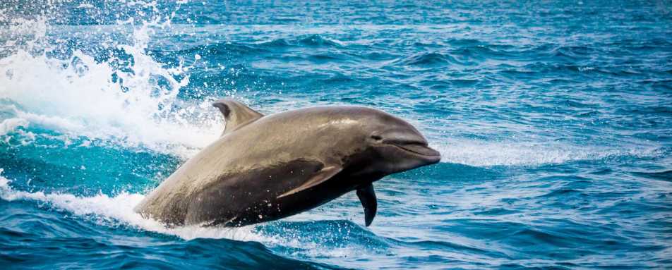 Dolphin in the Galapagos 