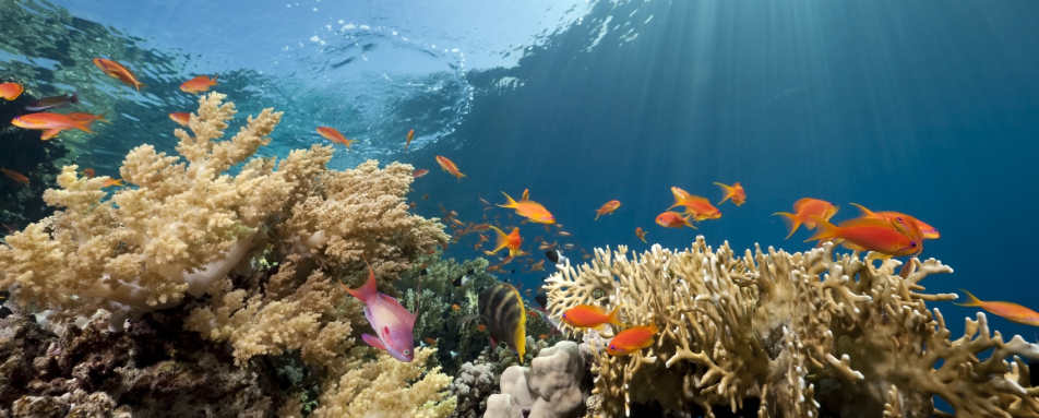 Sharm El Sheikh