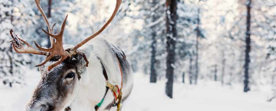 Reindeer farm