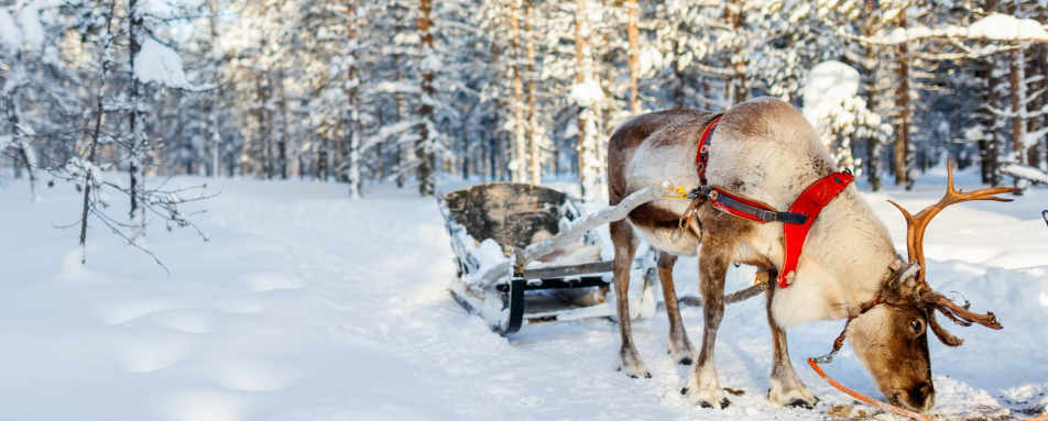 Reindeer safari at Beana Laponia