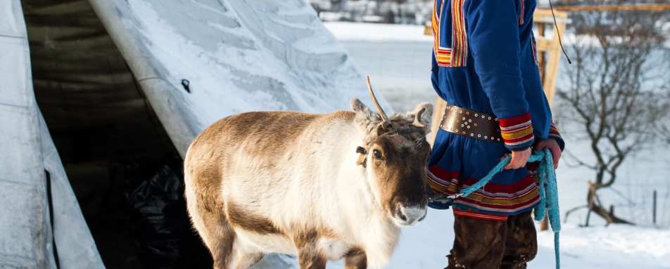 Visit a reindeer farm