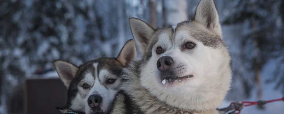 Huskies - Simply Finnish Lapland