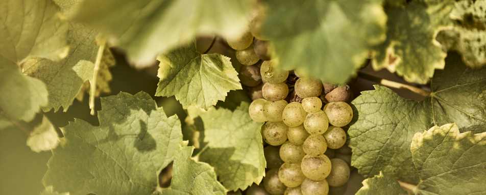 COMO Le Montrachet - 121