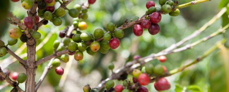 Fair Trade Coffee Tour