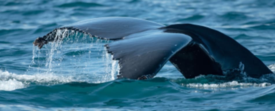 Whale Watching 