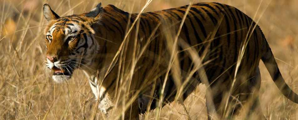 India wildlife tours and safaris