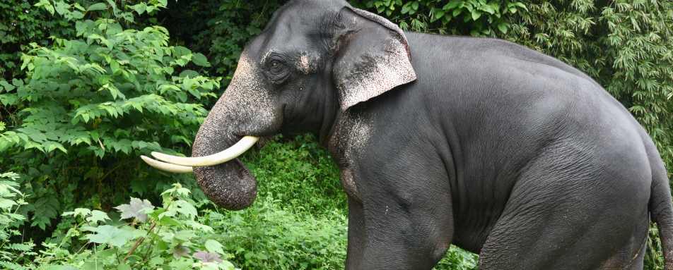 Asian Elephant in Periyar - Kerala and the Maldives