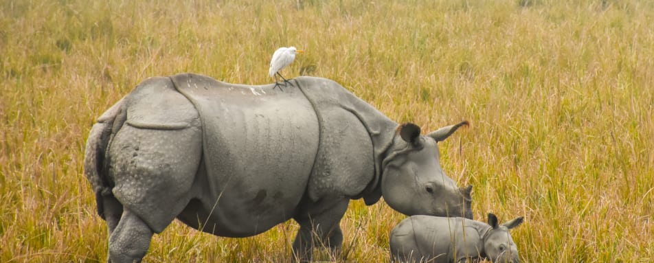 Rhino  