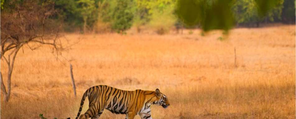Tiger India  